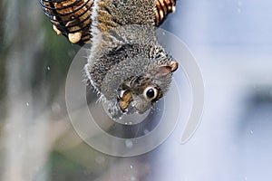 Western gray squirrel silver-gray squirrel California gray squirrel banner tail