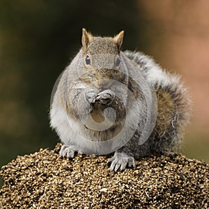 Western Gray Squirrel