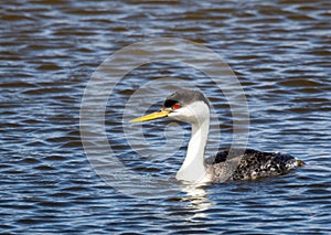 Western Grebe