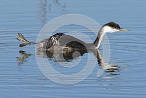 Western Grebe