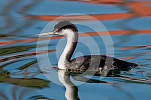 Western Grebe