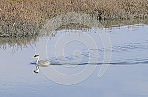 Western Grebe