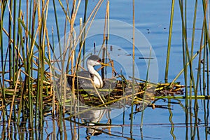 Western Grebe