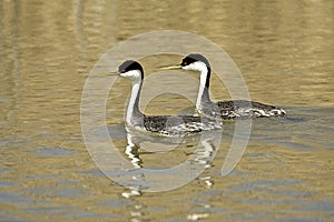 Western Grebe