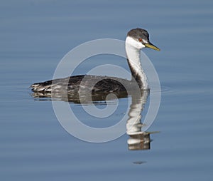 Western Grebe