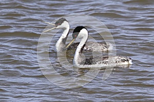 Western Grebe (Aechmophorus occidentalis)