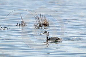 Western Grebe (Aechmophorus occidentalis)