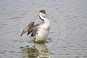 Western Grebe (Aechmophorus occidentalis)