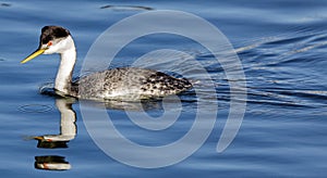 Western Grebe Aechmophorus occidentalis adult wading.