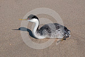 Western grebe [aechmophorus occidentalis] on Surfers Knoll beach at McGrath State Park in Ventura California USA