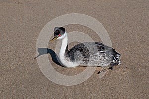 Western grebe [aechmophorus occidentalis] on Surfers Knoll beach at McGrath State Park in Ventura California USA