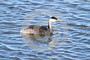 Western Grebe (Aechmophorus occidentalis)