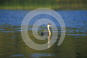 Western Grebe Alone in a Lake