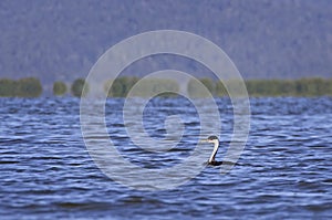 Western Grebe Bird on Blue Lake