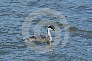 Western grebe bird swimming in lake