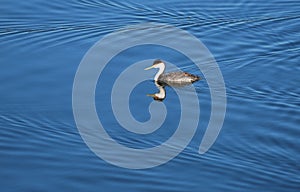 Western Grebe in Newport Backbay, California.