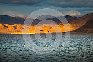Western Grebe Pyramid Lake Nevada