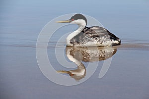Western Grebe Seabird photo