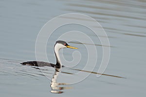 Western Grebe swimming