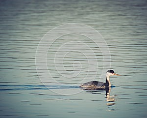 Western Grebe