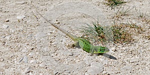 Western Green Lizard