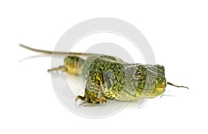 Western green lizard