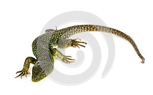 Western green lizard