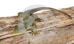 Western green lizard