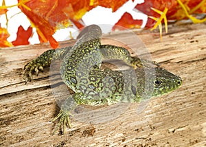 Western green lizard