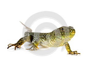 Western green lizard