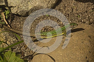 The western green lizard Lacerta bilineata.