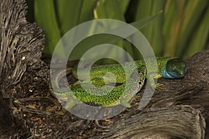 The western green lizard Lacerta bilineata.