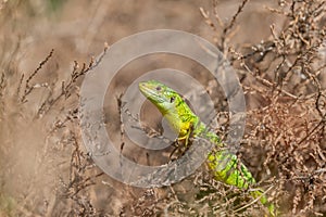 Western green lizard (Lacerta bilineata) basking in the sun in the brush