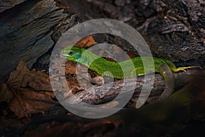 Western green lizard, Lacerta bilineata, green reptile in the nature habitat, Tuscany, Italy. Close-up macro portrait of lizard in