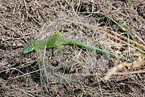 Western Green Lizard Lacerta bilineata in its natural habitat at slopes of Kaiserstuhl range of hills, Germany
