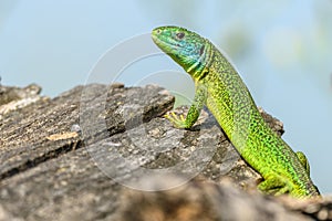 Western green lizard (Lacerta bilineata) male basking in the sun in the brush