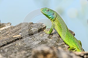 Western green lizard (Lacerta bilineata) male basking in the sun in the brush