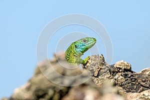 Western green lizard (Lacerta bilineata) male basking in the sun in the brush