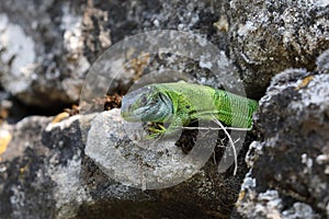 Western Green Lizard (Lacerta bilineata)  sits in a dry stone wall Germany