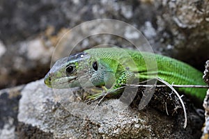 Western Green Lizard (Lacerta bilineata)  sits in a dry stone wall Germany