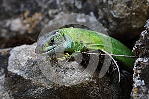 Western Green Lizard (Lacerta bilineata)  sits in a dry stone wall Germany