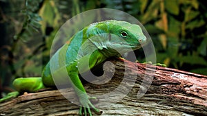 The western green lizard Lacerta bilineata is a wall lizard of the Lacertidae family photo