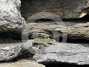 Western Green Lizard on Rocks