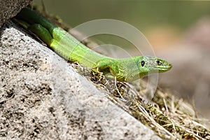 Western Green Lizard sits in a dry stone wall Germany