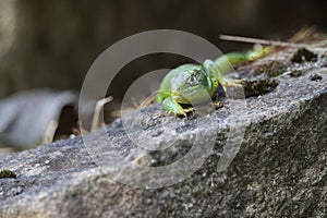 Western Green Lizard sits in a dry stone wall Germany