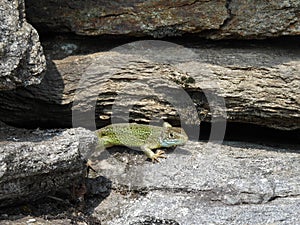 Western Green Lizard on Stone in North Italy Ruins