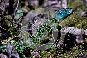 Western Green Lizard