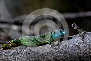 Western Green Lizard