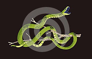 Western green mamba in attack posture. Venomous snake on tree. Tropical cold blooded animal on branch. Exotic serpent