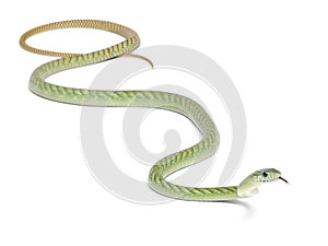 Western green mamba - Dendroaspis viridis photo